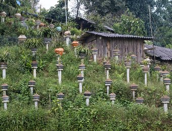 Culture des orchidées