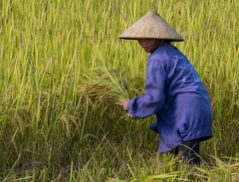 Récolte du riz
