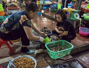 Produits de la mer  au marché de Cat Ba (coquillages et huitres)