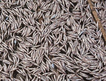 Poissons utilisés pour la fabrication du nuoc mâm (anchois)