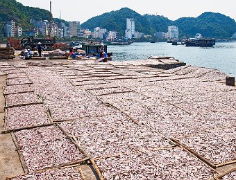 Chantier de préparation des poissons pour la fabrication du nuoc mâm