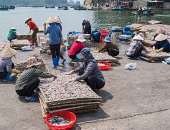 Lavage, tri et étalement des poissons sur des claies