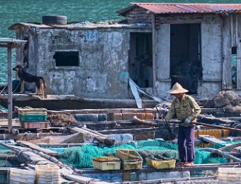 Ferme aquacole : pêche des poissons