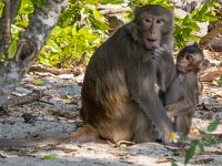 Macaques de l'ile aux singes