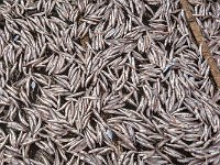 Poissons utilisés pour la fabrication du nuoc mâm (anchois)