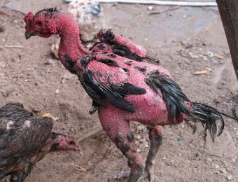 Poulet hanoïen dans la rue