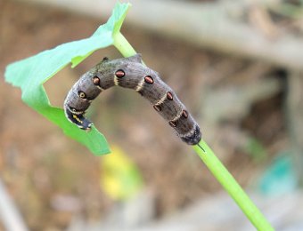 Chenille de papillon non identifié