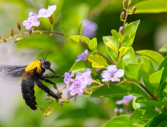 Bourdon sur vanillier de Cayenne