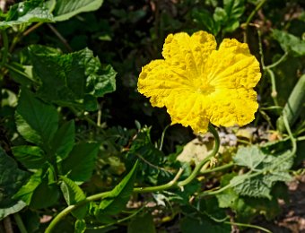 Fleur de cucurbitacée