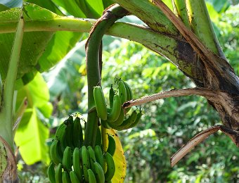 Bananier