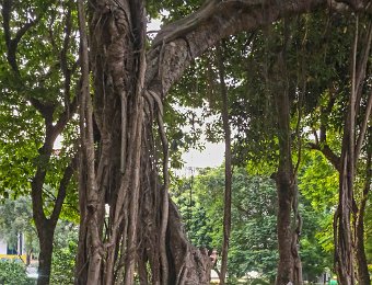 Figuier des pagodes
