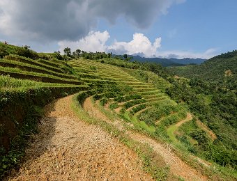  Terrasses récoltées