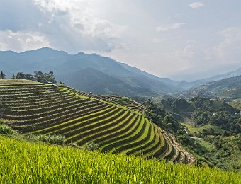 Paysage de rizières en terrasses  Les digues épousent les courbes de niveau