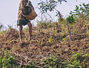 Paysan répandant de l'engrais ?