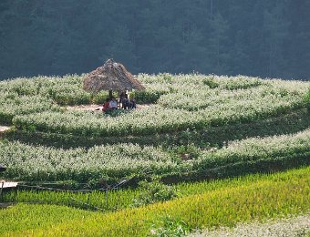 Famille H'mong au repos à l'ombre au sommet de terrasse (au milieu de plantes médicinales ou alimentaires ?)