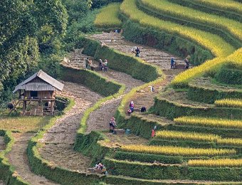 La récolte demande une main d'oeuvre importante  Le battage est réalisé sur place dans un bac en bois sur les côtés desquels le riz récolté et séché est battu