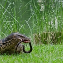 DSC 0998  Varan ayant capturé une anguille