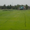 DSC 1480  Rizières aux portes de la ville